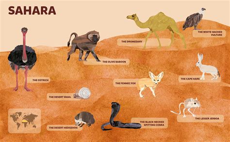 Animals Sahara Desert On Behance