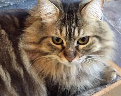 Adopt Trinora On Petfinder Long Haired Cats Cats Adoption