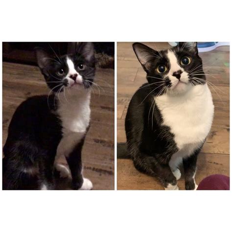 Black And White Tuxedo Cat Kitten Before After Transformation Year