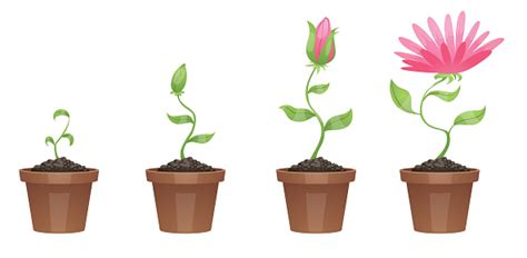 Stages Of Growth Beautiful Pink Flower Stock Illustration Download