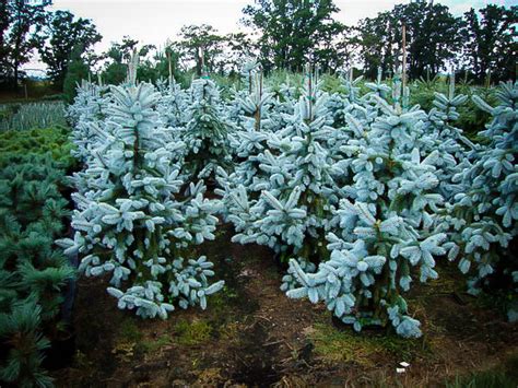 Hoopsii Blue Spruce Trees For Sale The Tree Center