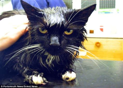 Pet Cat Who Suffered Serious Burns When Her Twisted Owner Microwaved