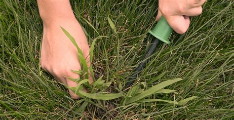 Learn How To Get Rid Of Crabgrass In The Summer Tampa Tree