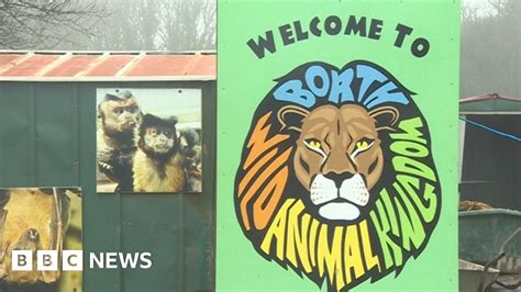 Borth Wildlife Animal Kingdom Reopens After Lynx Deaths Bbc News