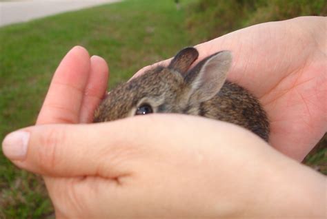 Brown Wild Baby Bunnies And How To Handle Them Hubpages