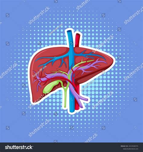 Human Internal Organ Liver Illustration Stock Vector Royalty Free