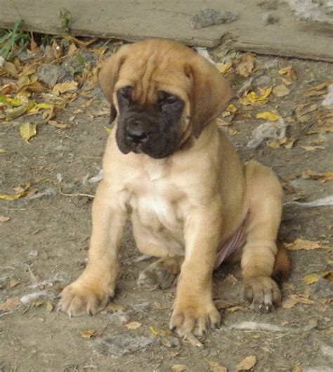 Apricot English Mastiff Puppies For Sale Petsidi