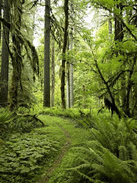 Habitats Temperate Rain Forest Pictures Wallpapers Downloads