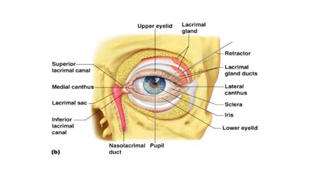 Lacrimal Apparatus Consists Of Lacrimal Gland And Several Ducts Ducts