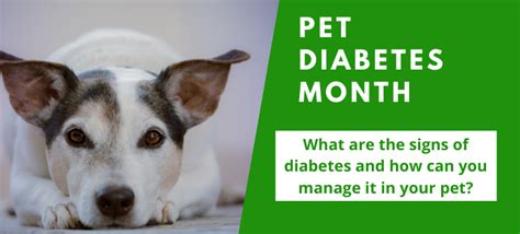 Pet Diabetes Month The Naturally Healthy Pet Shop