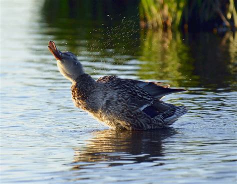 Like Water Off A Duck S Back Mallard Hen In The Prairie Po Flickr