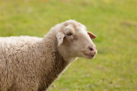 Sheep Grazing In The Meadow Stock Image Image Of Lamb Fleece 87939463