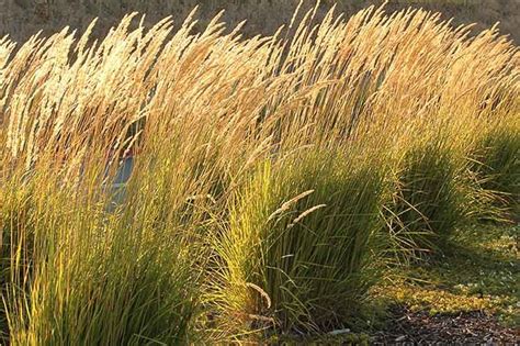 One Of The Most Popular Ornamental Grasses Worldwide Calamagrostis X