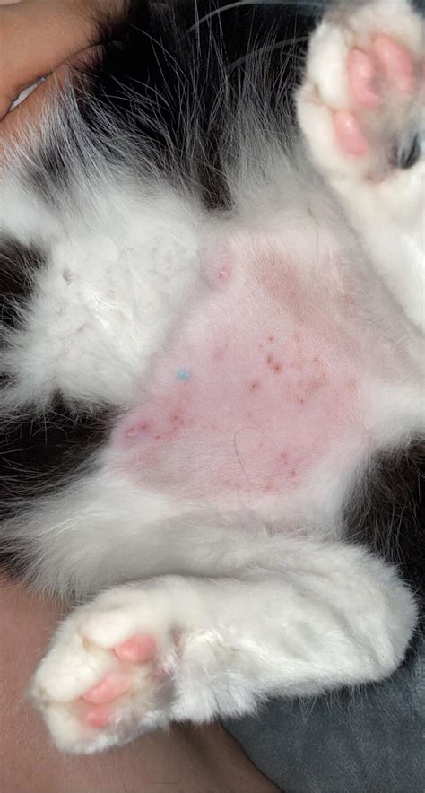 My Cat Has A Rash On Her Belly Toxoplasmosis My Xxx Hot Girl