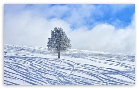 Download Snowy Lone Tree Ultrahd Wallpaper Wallpapers Printed