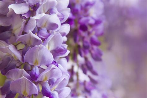 Do you like this video? Wisteria Flower Meaning - Flower Meaning