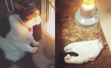 3 Dangers To Consider If Your Cat Spends Time Close To The Space Heater