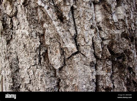Black Cottonwood Hi Res Stock Photography And Images Alamy