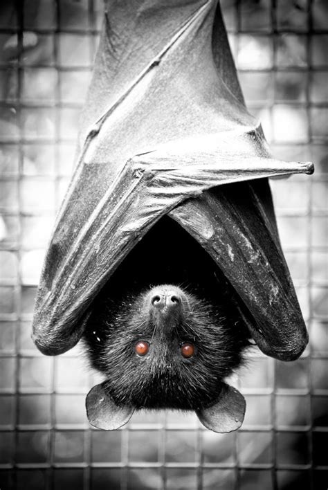 Livingstones Fruit Bat Fruit Bat Bat Species Cute Creatures