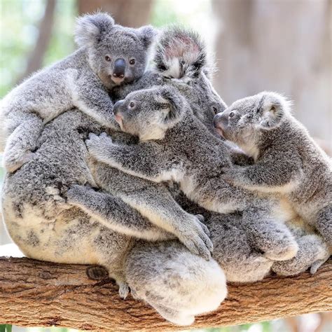 Luke Marsden On Instagram Stacks On Koala Joeys Cling To A Mother