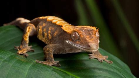 Gecko à Crête Correlophus Ciliatus Monde Animal