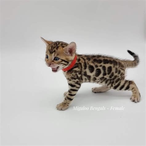 Bengal Kittens Brown Spotted