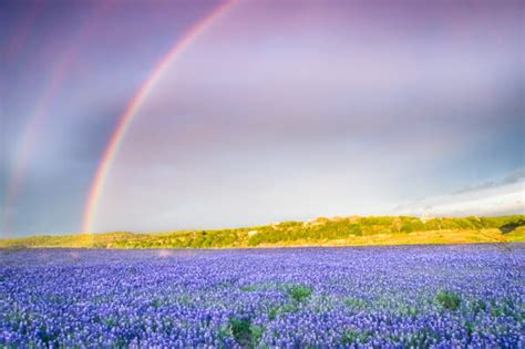 Rainbow Over Texas Bluebonnets Photos Pictures And Prints