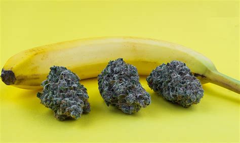 Chiquita Banana Strain Ganja Estates Online Dispensary