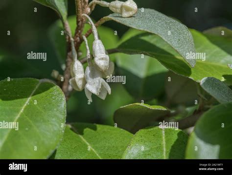 Flower Flowerbuds Of The Hybrid Oleaster Elaeagnus Ebbingei Also