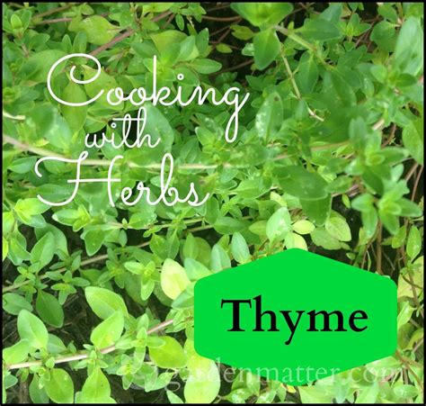 Cooking With Herbs All About Thyme