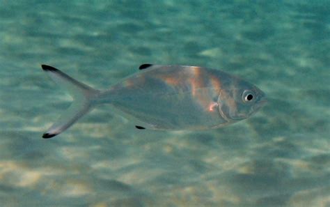 Oilfish Ruvettus Pretiosus Adriaticnature