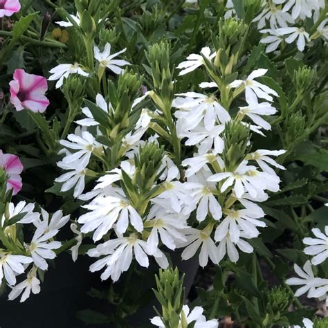 Scaevola Whirlwind White Buy Fan Flower Annuals Online