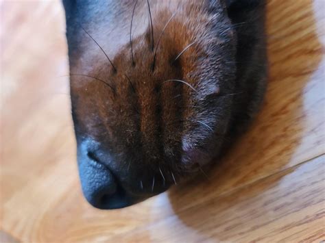 Swollen Red Bumps On Dogs Lips Doberman Forum Doberman Breed Dog
