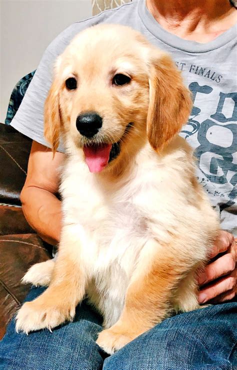 They come in stunnig colors such as honey golden akc golden retriever puppies. Golden Retriever Puppies For Sale | Sugar Land, TX #297644
