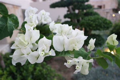 White Bougainvillea Flower Greece Very Beautiful Close Up Stock Photo