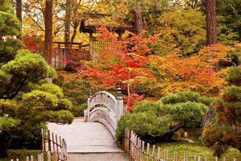 Autumn Japanese Garden Stock Photo Image Of Orange Trees 17206716