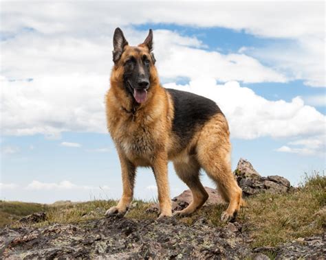 German Shepherd Dog Names Dogtime
