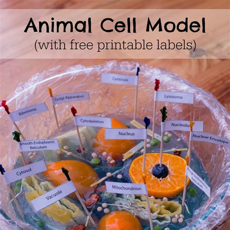 Animal Cell Model Using Jello Animal Cell Model Made From Yellow