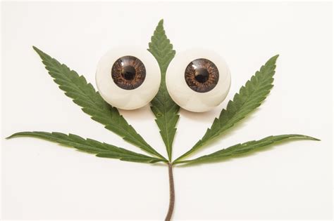 medicinale cannabis als behandeling tegen glaucoom mediwietsite