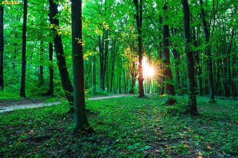 วอลเปเปอร์สำหรับพิมพ์ภาพต้นไม้ในป่าพื้นหลังแสงแดด ป่าสีเขียวธรรมชาติ