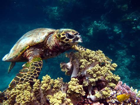 Hawksbill Turtle Eretmochelys Imbricata Stock Image Image Of Ocean