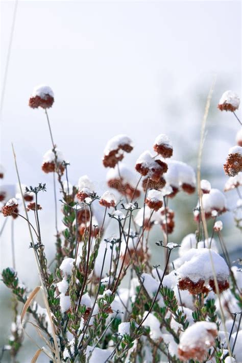 Snowy Wildflowers Stock Image Image Of Floral Rural 7574673