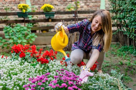 Watering Flower Stock Photos Pictures And Royalty Free Images Istock