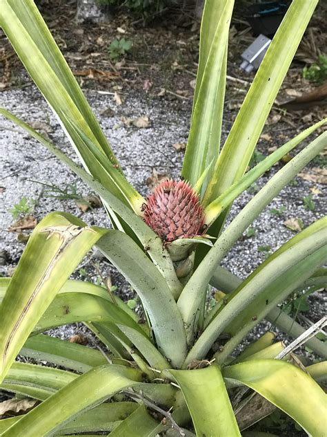 My Pineapple Plant Is Growing Another Pineapple Ive Always Read That Pineapple Plants Only Grow