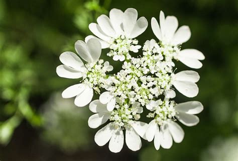 How To Grow And Care For White Lace Flower