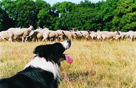 Reasons Not To Train A Border Collie To Herd Sheep Pets