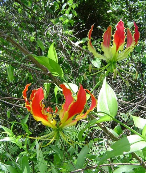 Flora Of Zimbabwe Species Information Individual Images Gloriosa Superba