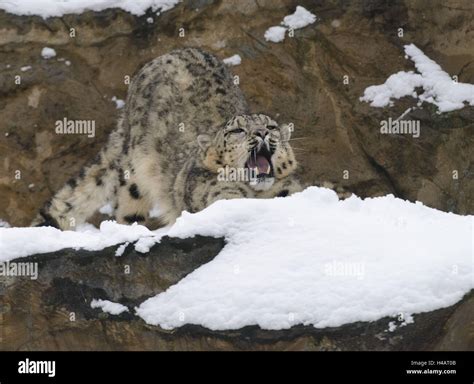 Snow Leopard Relaxed Hi Res Stock Photography And Images Alamy