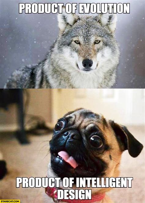 Wolf Product Of Evolution Pug Product Of Intelligent