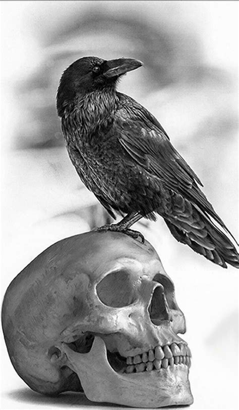 Raven And Skull Realistic Drawings Crows Drawing Skull Art